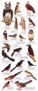Panama Wildlife Guide: Birds [English / Spanish]