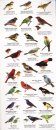 Panama Wildlife Guide: Birds [English / Spanish]