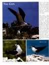 The Birds of the Turks & Caicos Islands
