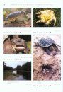 Turtles of the World, Volume 2: North America / Schildkröten der Welt, Band 2: Nordamerika