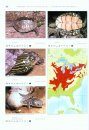 Turtles of the World, Volume 2: North America / Schildkröten der Welt, Band 2: Nordamerika