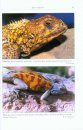 The Amphibians and Reptiles of the Western Sahara