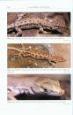 The Amphibians and Reptiles of the Western Sahara