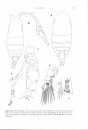 An Introduction to Copepod Diversity (2-Volume Set)