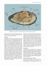 Freshwater Bivalves of Britain and Ireland