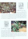 Coloured Flora of Korea [Korean] (3-Volume Set)