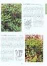 Coloured Flora of Korea [Korean] (3-Volume Set)