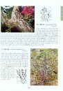 Coloured Flora of Korea [Korean] (3-Volume Set)