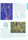 Coloured Flora of Korea [Korean] (3-Volume Set)