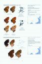 Satyrinae Part 2 (Guide to the Butterflies of the Palearctic Region)
