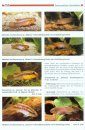 Die Cichliden des Westlichen Afrikas [The Cichlids of West Africa]