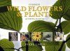Common Wild Flowers and Plants of Nova Scotia