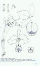 Cattleya, Laelia et Genres Voisins (Brassavola, Pseudolaelia, Rhynocholaelia, Schomburgkia)