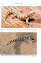 Field Guide to the Amphibians and Reptiles of Aruba, Curaçao and Bonaire