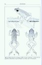 Amphibien an einem Stillgewässer in Peru: Mit einer Illustrierten Checklist der Amphibien und Reptilien des Unteren Río Llullapichis