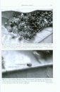 Amphibien an einem Stillgewässer in Peru: Mit einer Illustrierten Checklist der Amphibien und Reptilien des Unteren Río Llullapichis