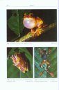Amphibien an einem Stillgewässer in Peru: Mit einer Illustrierten Checklist der Amphibien und Reptilien des Unteren Río Llullapichis
