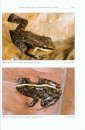 Amphibien an einem Stillgewässer in Peru: Mit einer Illustrierten Checklist der Amphibien und Reptilien des Unteren Río Llullapichis