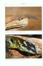 Amphibien an einem Stillgewässer in Peru: Mit einer Illustrierten Checklist der Amphibien und Reptilien des Unteren Río Llullapichis