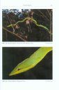 Amphibien an einem Stillgewässer in Peru: Mit einer Illustrierten Checklist der Amphibien und Reptilien des Unteren Río Llullapichis
