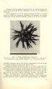 Echinides Fossiles du Congo et de l'Angola, Deuxième Partie: Description Systématique des Echinides Fossiles du Congo et de l'Angola [Echinoid Fossils of Congo and Angola, Part II: Systematic Description of Echinoids Fossils of Congo and Angola]