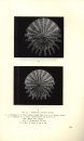 Echinides Fossiles du Congo et de l'Angola, Deuxième Partie: Description Systématique des Echinides Fossiles du Congo et de l'Angola [Echinoid Fossils of Congo and Angola, Part II: Systematic Description of Echinoids Fossils of Congo and Angola]
