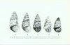 Studies in the Genus Pseudachatina Albers (Mollusca - Achatinidae)