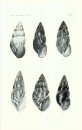 A Monographic Revision of the African Land Snails of the Genus Limicolaria Schumacher (Mollusca - Achatinidae)