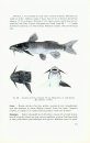 Révision Des Synodontis Africains (Famille Mochocidae) [Revision of the African Genus Synodontis (Family Mochokidae)]