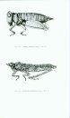 Monographie des Thericleidae (Orthoptera: Acridomorpha: Eumastocoidea) [Monograph of the Thericleidae]]