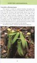 Pocket Guide: Pitcher Plants of Sarawak
