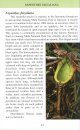 Pocket Guide: Pitcher Plants of Sarawak
