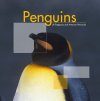 Penguins of Patagonia and Antarctic Peninsula