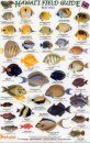 Hawaii Field Guides: Reef Fish 1 (Small Fish) [English / Hawaiian]