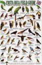 Costa Rica Field Guide: Birds of Tortuguero and the Caribbean Coast [English / Spanish]