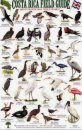 Costa Rica Field Guide: Birds of the Pacific Coast and the Tropical Dry Forest [English / Spanish]