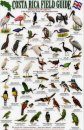 Costa Rica Field Guide: Birds of Wetland Habitats: Cano Negro, Palo Verde and Tempisque Basin [English / Spanish]