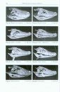 Crocodilians: Their Natural History & Captive Husbandry