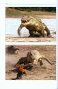 Crocodilians: Their Natural History & Captive Husbandry
