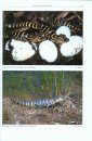Crocodilians: Their Natural History & Captive Husbandry