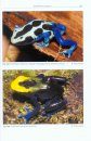 Poison Frogs