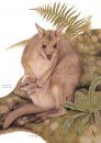 Marsupials of Australia, Volume 3