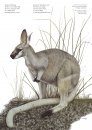 Marsupials of Australia, Volume 3