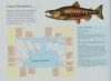Atlas of Pacific Salmon