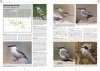 Handbook of Western Palearctic Birds: Passerines (2-Volume Set)