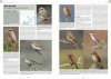 Handbook of Western Palearctic Birds: Passerines (2-Volume Set)