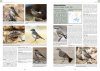 Handbook of Western Palearctic Birds: Passerines (2-Volume Set)