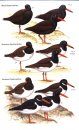 Waders of Europe, Asia and North America