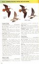 Waders of Europe, Asia and North America