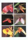 Orchids of Borneo, Volume 2